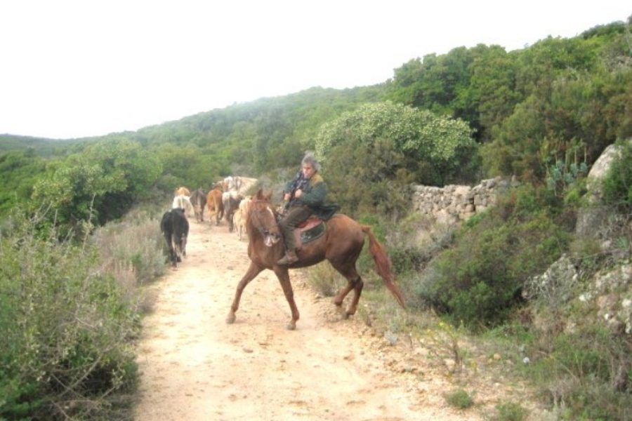 Transumanza - Agriturismo in Sardegna: il Muto di Gallura